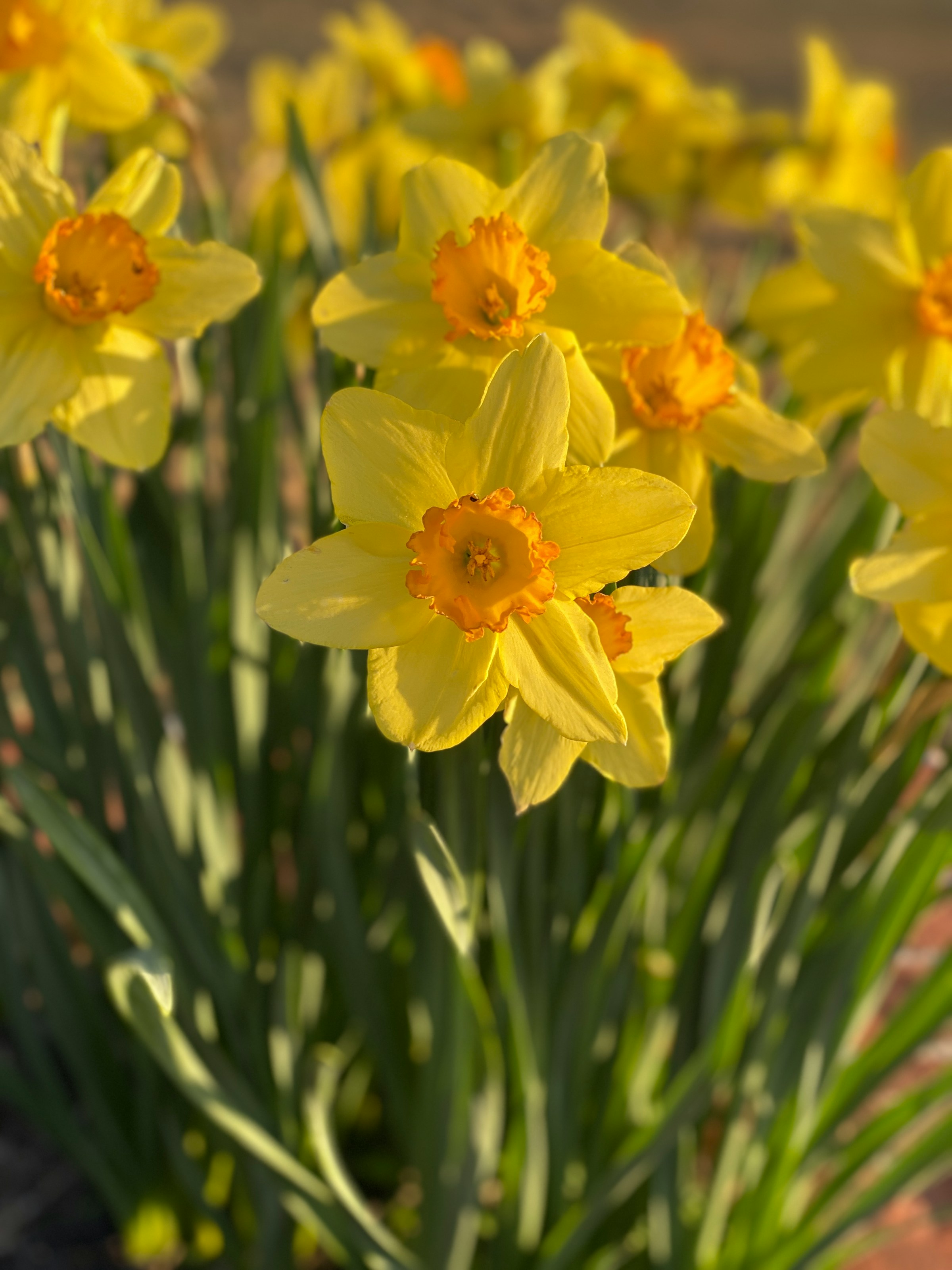 Yellow daffodils close up